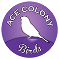 Ace Colony Birds