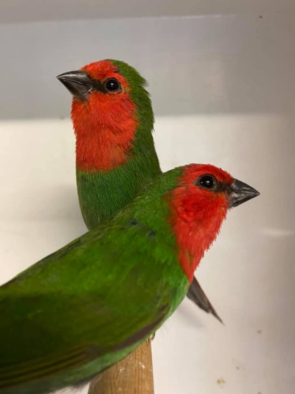 Ace Colony Birds